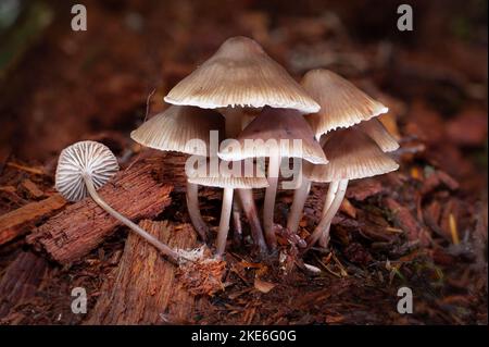 Funghi comuni del Bonnet, Micena galericulata, che crescono su un ceppo marcio sotto conifere miste, lungo Brush Creek, a nord-ovest di Troy, Montana nomi comuni Foto Stock