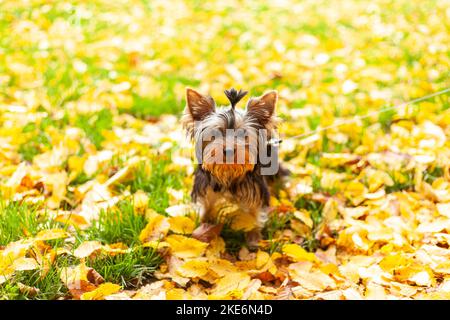 Un piccolo cucciolo di corriere dello Yorkshire siede su un guinzaglio su un prato autunnale con foglie cadute. Cane carino per una passeggiata Foto Stock