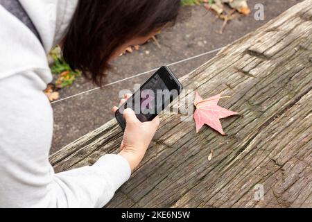 Le mani femminili scattano una foto sul telefono di una foglia caduta di acero rosso-giallo d'autunno sdraiata su un vecchio tavolo di legno Foto Stock