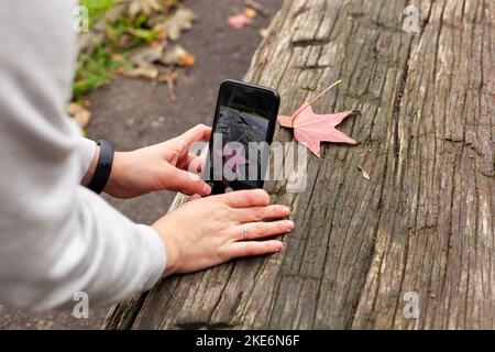 Le mani femminili scattano una foto sul telefono di una foglia caduta di acero rosso-giallo d'autunno sdraiata su un vecchio tavolo di legno Foto Stock