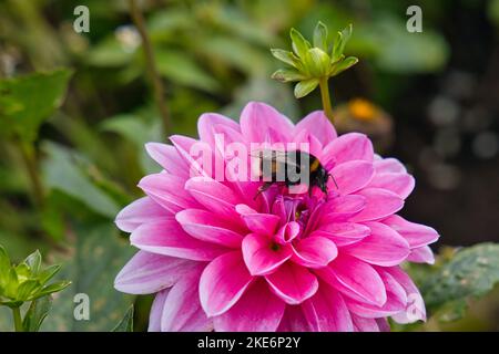 Bumblebee sul fiore rosa Foto Stock
