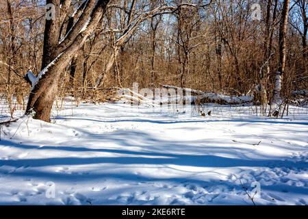 Glade nella foresta con alberi vecchi caduti coperti di neve profonda Foto Stock