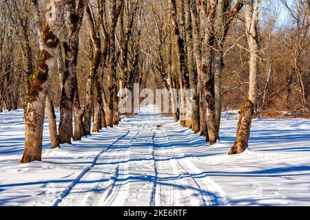 stretta strada invernale fiancheggiata da faggi Foto Stock