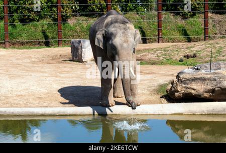 Un elefante asiatico (Elephas maximus) acqua potabile allo Zoo di Sydney a Sydney, NSW, Australia (Foto di Tara Chand Malhotra) Foto Stock