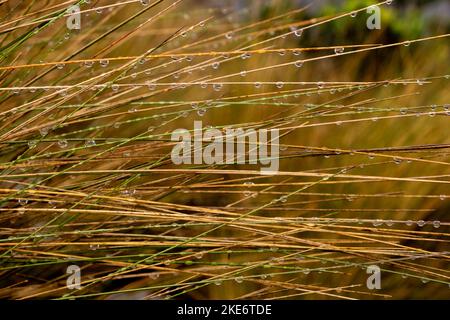 Primo piano foto di erba di paglia bagnata con gocce d'acqua nel Parco Nazionale di Cajas negli altopiani andini dell'Ecuador Foto Stock