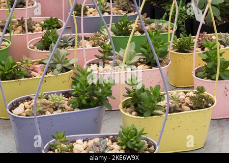 Misto Echeveria - piante succulente in colorati cestini metallici su tavolo all'interno della serra. Foto Stock
