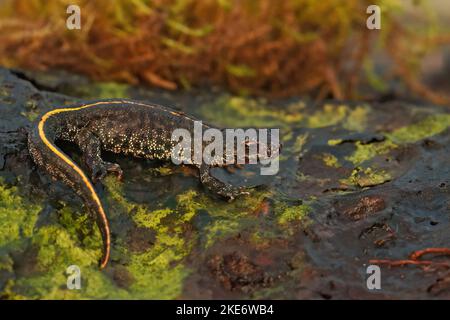 Un colpo di primo piano di un giovane di salamandra su una superficie mossy Foto Stock