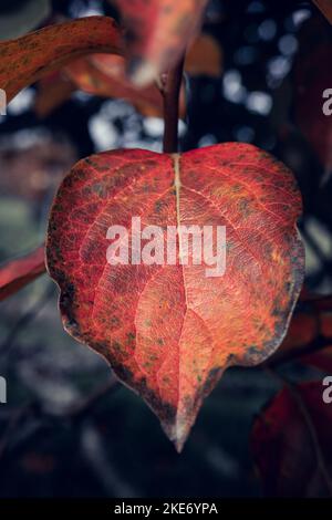 Primo piano di una foglia di un albero di persimmon che cambia colore nella stagione autunnale. Macro fotografia di colori di caduta della natura che mostrano il dettaglio della foglia che si trasforma in rosso Foto Stock