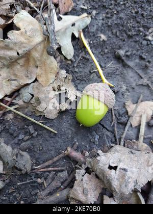 Un acorno verde si trova sul terreno circondato da congedo. Foto di alta qualità Foto Stock