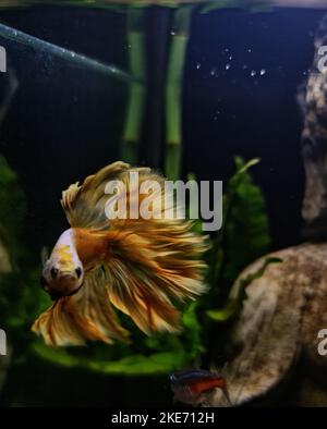 Un pesce da combattimento siamese (Betta splendens) che nuota in una vasca di pesci decorata con piante Foto Stock