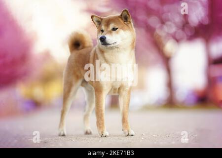 Shiba Inu Foto Stock