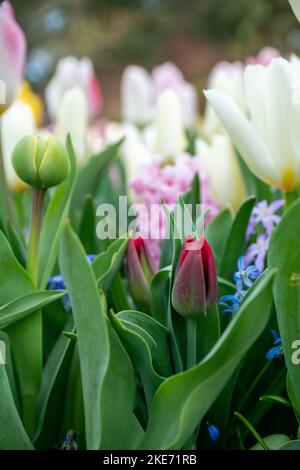 Colorati e luminosi fiori di tulipano nei Giardini Keukenhof, nei Paesi Bassi. Foto Stock