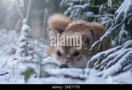 menzogne Shiba Inu Foto Stock