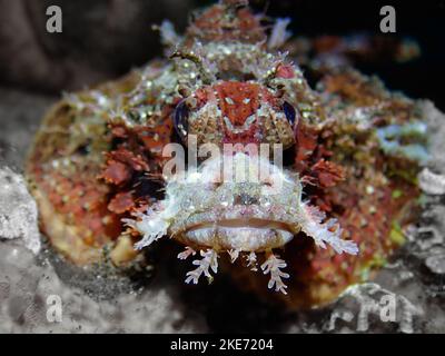 Una macro di un mare nana lepre sott'acqua Foto Stock