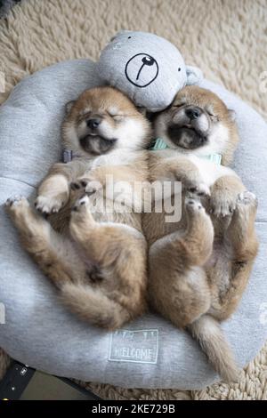 Shiba Inu Puppies Foto Stock