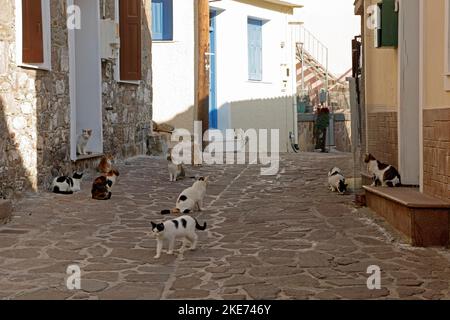 Molti gatti sani e vaganti in attesa pazientemente di cibo alla Stone Gallery gatto carità, Petra, Lesbos. Ottobre 2022. Autunno Foto Stock