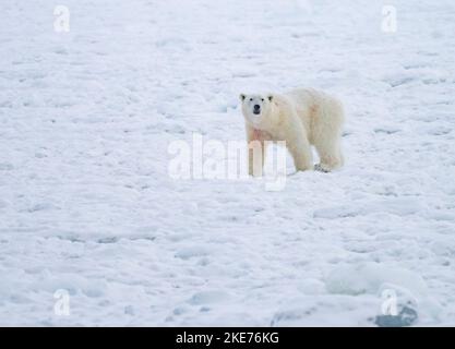 Orso polare (Ursus maritimus) a piedi su ghiaccio congelato fiordo Foto Stock