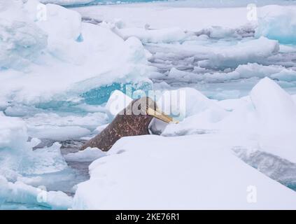 Walrus (Odobenus rosmarus) che emerge dal flusso di ghiaccio Foto Stock