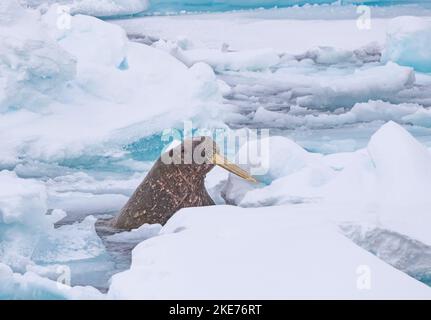 Walrus (Odobenus rosmarus) che emerge dal flusso di ghiaccio Foto Stock