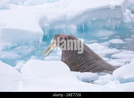 Walrus (Odobenus rosmarus) che emerge dal flusso di ghiaccio Foto Stock