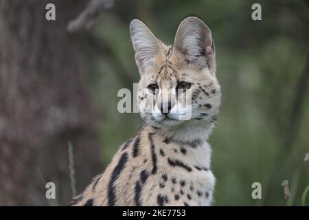 Ritratto di Serval Foto Stock