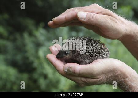 Umano con giovane Hedgehog Foto Stock