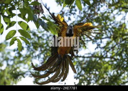 Blu e Oro macaw Foto Stock