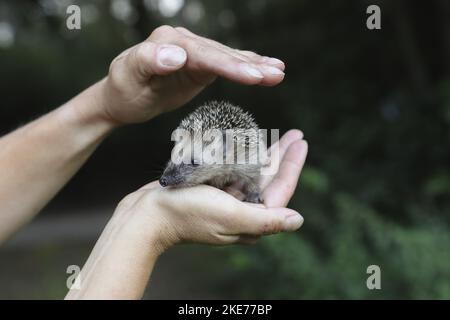 Umano con giovane Hedgehog Foto Stock