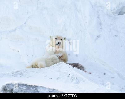 Tagged Polar Bear (Ursus maritimus) scrofa cucciolo di allattamento Foto Stock