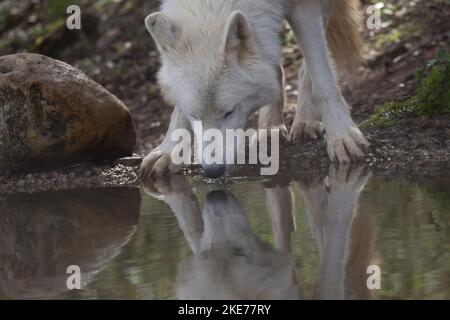 Hudson Bay Wolf Foto Stock