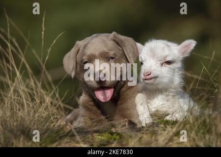 Labrador Retriever e agnello Foto Stock