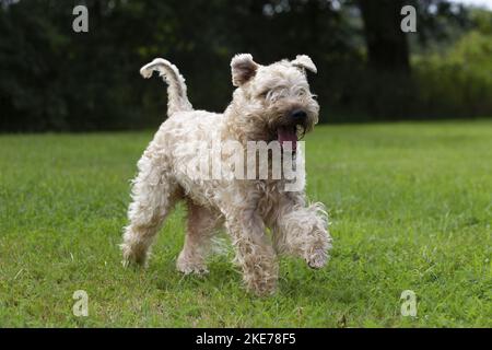 Irish Soft Coated Wheaten Terrier in estate Foto Stock