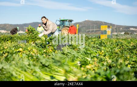 Donna che raccoglie sedano su campo vegetale Foto Stock