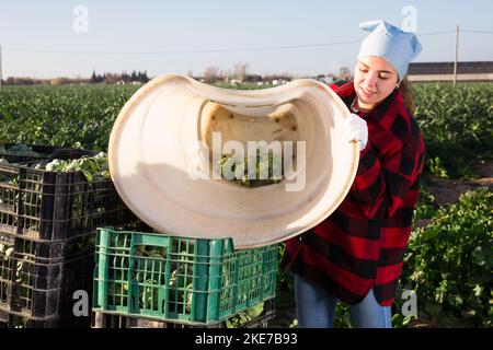 Donna che raccoglie germogli di carciofo maturi nel cestino Foto Stock