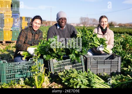 Coltivatori che posano su piantagione vegetale vicino a mucchio di scatole di plastica con sedano fresco. Concetto di successo di attività agraria e ricco raccolto di sedano Foto Stock
