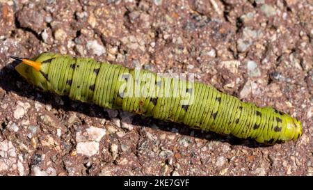 Primo piano di una falca di convolvulo (Agrius convolvuli) su un terreno Foto Stock