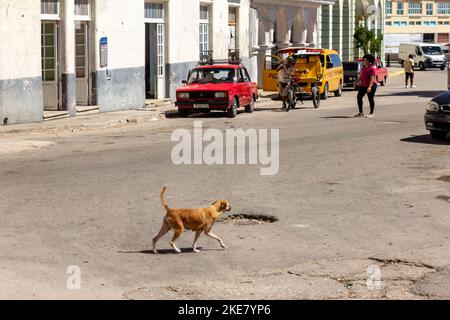 Un cane vagante cammina in una strada asfaltata danneggiata dove diversi veicoli sono parcheggiati Foto Stock