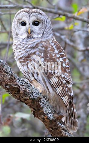 Gufo sbarcato in piedi su un ramo di albero con sfondo verde, Quebec, Canada Foto Stock