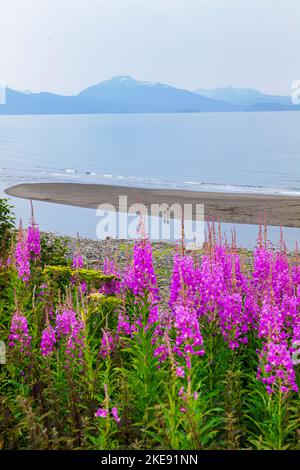 Fiori di campo; Chamaenerion angustifolium; nebbia; nebbia; nebbia; vista; Kachemak Bay; Kenai Mountains; Homer; Alaska; USA Foto Stock