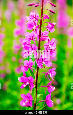 Fireweed; Chamaenerion angustifolium; Eveline state Recreation Park; Homer; Alaska; USA Foto Stock