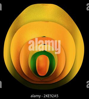 Otto agrumi popolari sono raffigurati in un'illustrazione 3D. Questi includono: Pomelo, pompelmo, arancia, lime, limone, mandarino, lime chiave e kumquat Foto Stock