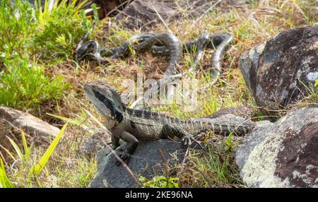Drago d'acqua che guarda serpenti di pitone tappeto accoppiamento a Urunga, nuovo Galles del Sud, Australia. Foto Stock