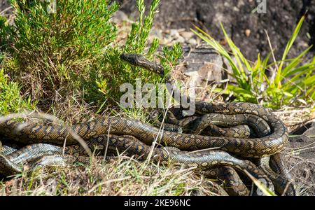 Serpenti di python del tappeto che si accoppiano a Urunga, nuovo Galles del Sud, Australia. Foto Stock