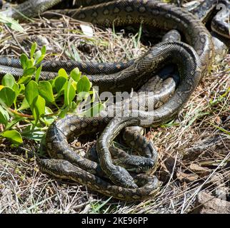Serpenti di python del tappeto che si accoppiano a Urunga, nuovo Galles del Sud, Australia. Foto Stock