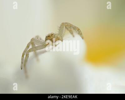 Ragno granchio molto piccolo (Philodromus dispar) su un petalo di fiore bianco di fronte alla macchina fotografica Foto Stock