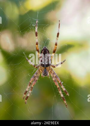 Vista dorsale di un coloratissimo ragno da giardino europeo o ragno da tessitore a croce, Araneus diadematus, in agguato nella sua tela di orbo Foto Stock