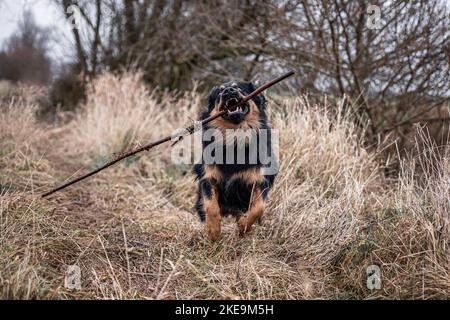 Suonare Australien-Shepherd-Labrador-Retriever Foto Stock