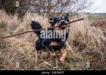 Suonare Australien-Shepherd-Labrador-Retriever Foto Stock