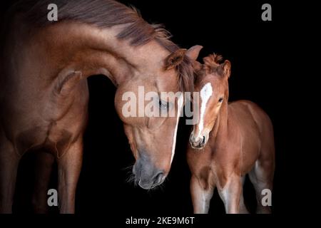 2 cavalli di Oldenburg Foto Stock