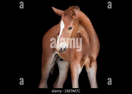 Oldenburg Horse Foal Foto Stock